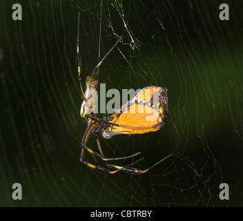 Golden Orb Spider with Prey (Nephila clavipes), Costa Rica Stock Photo