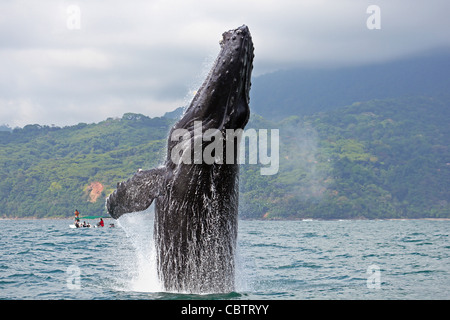 Humpback whale breaching in Marino Ballena National Park, Costa Rica Stock Photo