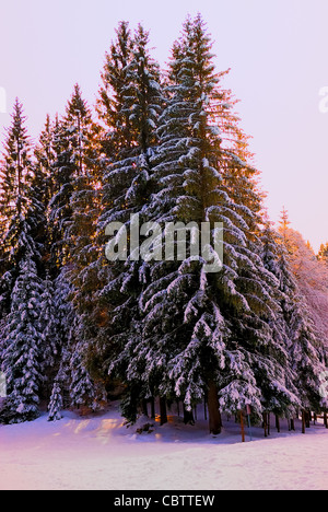 Asiago plateau, Venetian Pre-Alps :  forest of fir trees with snow. Stock Photo