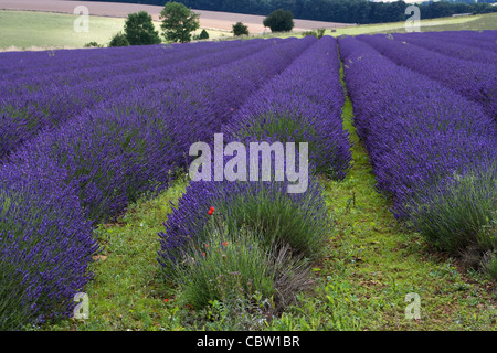 Rows of lavender at Cotswold Lavender Farm, Snowshill Stock Photo