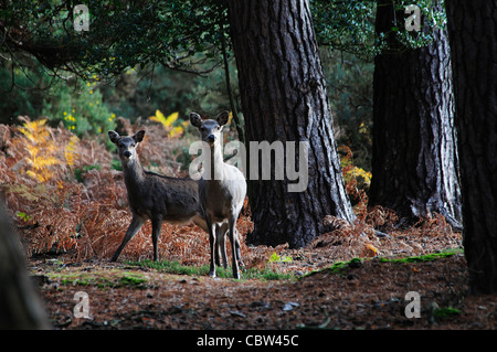 Twi sika deer on the heathland UK Stock Photo