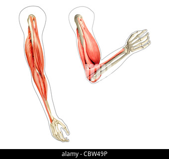 Human arms anatomy diagram, showing bones and muscles while flexing. 2 D digital illustration, On white background. Stock Photo