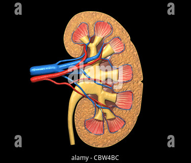 Human kidney cross section, on black background, with clipping path. Stock Photo