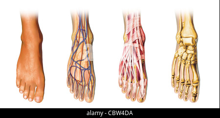 Human foot anatomy cutaway representation, showing skin, veins and arterias, muscles, bones. With clipping path included. Stock Photo