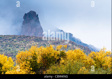 The Cottonwood wash/creek area is near the Boyce Thompson Arboretum west of Superior. Picketpost Mountain. Stock Photo