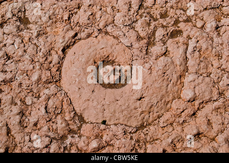 Asiago Plateau, Venetian Pre-Alps, Italy : a fossil of ammonite. Stock Photo
