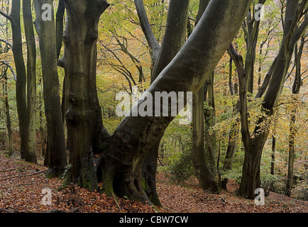 Beech woodland in autumn, Workman's Wood, Stroud Stock Photo