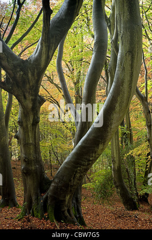 Beech woodland in autumn, Workman's Wood, Stroud Stock Photo