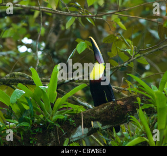 Chestnut Mandibuled Toucan Ramphastos swainsonii Costa Rica Stock Photo