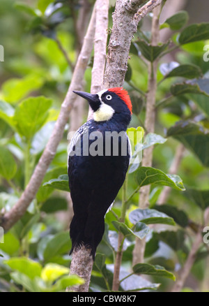 Acorn Woodpecker Melanerpes formicivorus Costa Rica Stock Photo