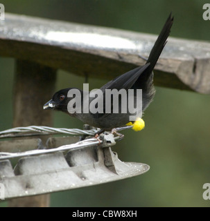 Yellow-thighed Finch Pselliophorus tibialis Costa Rica Stock Photo