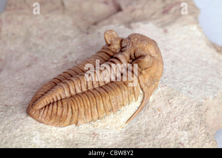 Trilobite fossil, Chasmops sp., 450 million years Stock Photo
