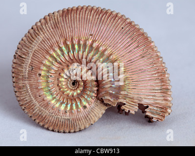 Ammonite fossil, Speetoniceras sp. Stock Photo
