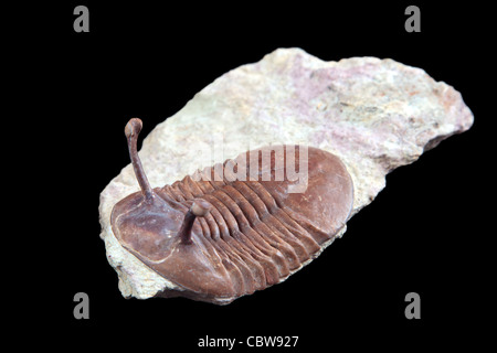 Trilobite fossil Stock Photo
