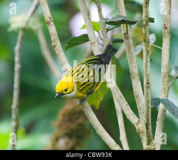 Silver-throated Tanager Tangara icterocephala Costa Rica Stock Photo