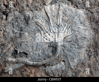 Scyphocrinus elegans, Sea lily fossil, Crinoid Stock Photo