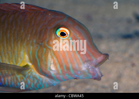 Cleaver wrasse or Pearly razorfish Xyrichtys novacula, Labridae, Mediterranean Sea Stock Photo