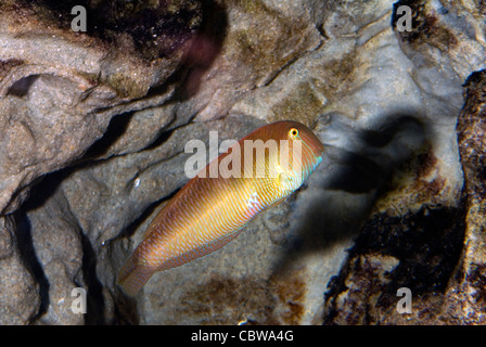 Cleaver wrasse or Pearly razorfish Xyrichtys novacula, Labridae, Mediterranean Sea Stock Photo