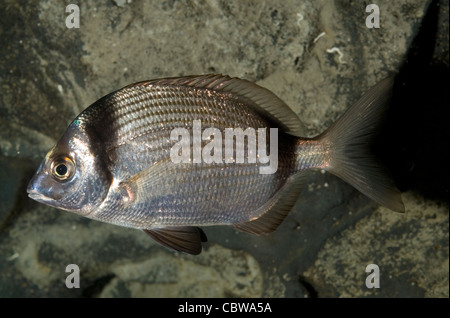 Two-banded sea bream Diplodus vulgaris, Sparidae, Mediterranean Sea Stock Photo