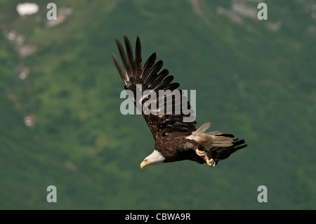 Stock photo of a bald eagle flying past a mountain. Stock Photo