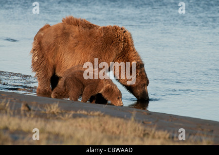 Stock photo of an Alaskan brown bear sow and cubs drinking from a creek. Stock Photo