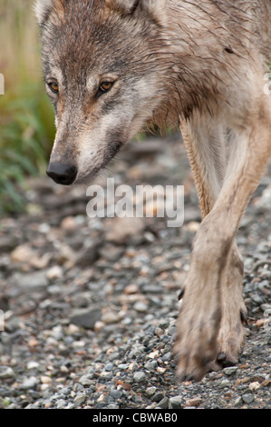 Stock photo of an Alaskan gray wolf walking along the road in Denali National Park. Stock Photo