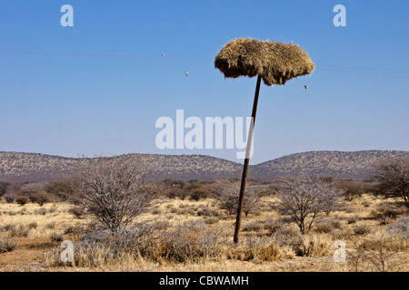 Sociable weavers' nests on telephone pole, Namibia Stock Photo
