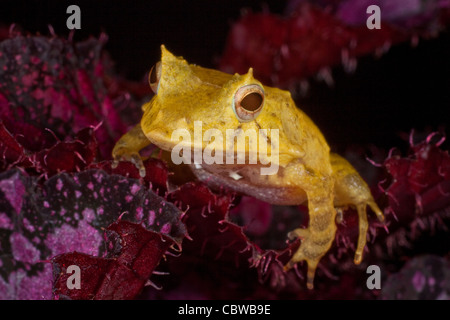 Solomon Island Leaf Frog, Ceratobatrachus Guentheri Stock Photo