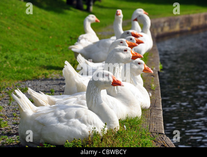Gaggle of white geese lined up on bank of a park pond. Stock Photo