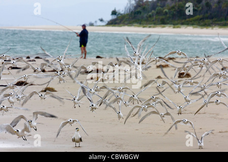 A mixed flock of terns taking flight from a beach, with a man fishing in the background Stock Photo