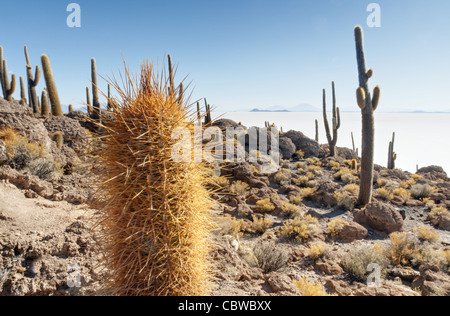 Giant cacti on Incahuasi Island (Isla del Pescado) in the Salar de Uyuni in Bolivia Stock Photo