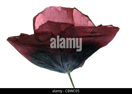 dried Single poppy isolated on white background Stock Photo