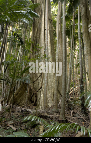 Large tree with buttress roots in a rainforest dominated by palm trees Stock Photo