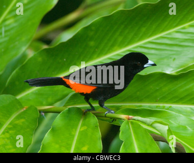 Scarlet-rumped Tanager (Ramphocelus costaricensis), male, Costa Rica Stock Photo