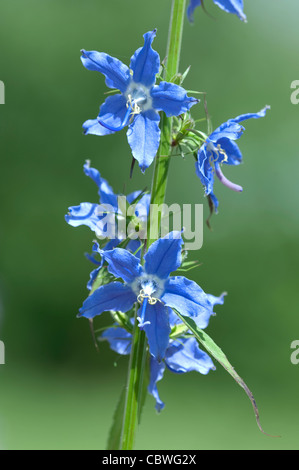 American Bellflower (Campanula americana, Campanulastrum americanum), flowers. Stock Photo