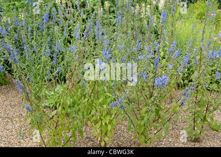 American Bellflower (Campanula americana, Campanulastrum americanum), flowering stand. Stock Photo