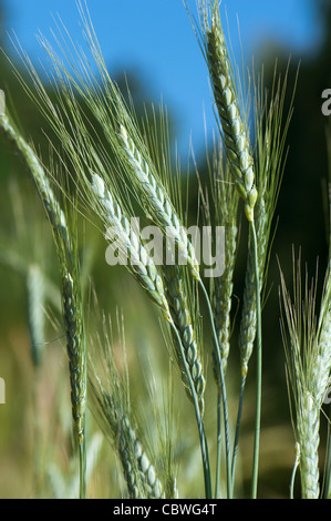 Emmer Wheat (Triticum dicoccum), unripe ears. Stock Photo
