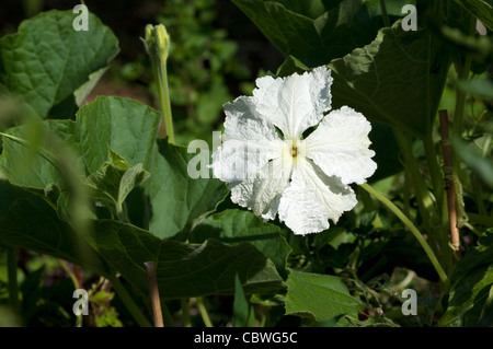 Calabash (Lagenaria siceraria), flower. Stock Photo