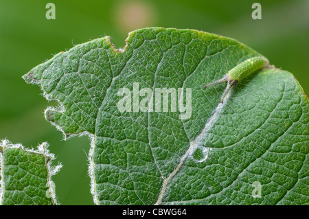 Purple Emperor (Apatura iris), caterpillar on a Willow leaf Stock Photo