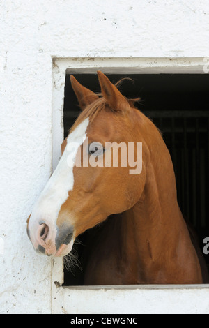 Horse looking out from the stable Stock Photo