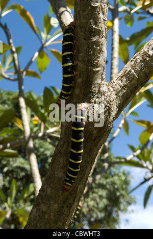 Brasilia, Brazil. Tetrio sphinx moth or Frangipani Hawkmoth (Pseudosphinx tetrio) caterpillar. Stock Photo