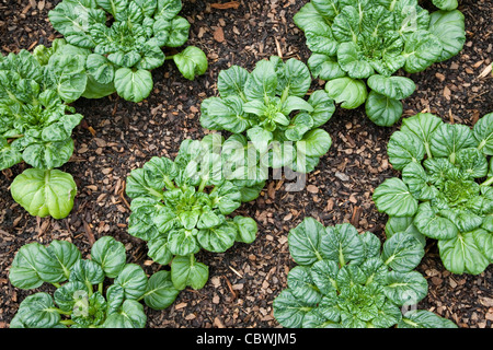 Rows of tatsoi Asian greens also called spinach mustard, spoon mustard or rosette bok choy scientific name brassica rapa Stock Photo