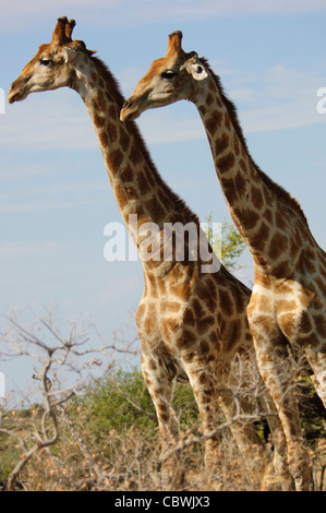 Two giraffes (Giraffa camelopardalis angolensis) in Etosha National Park, Namibia.