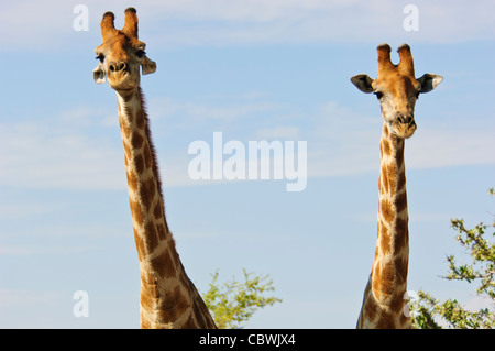 Two giraffes (Giraffa camelopardalis angolensis) in  Etosha National Park, Namibia.