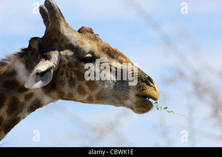 Eating giraffe (Giraffa camelopardalis angolensis) in  Etosha National Park, Namibia.
