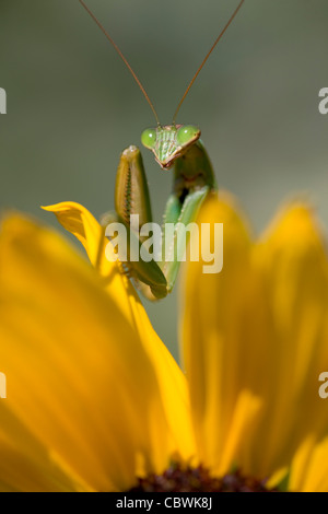 Praying Mantis, Chinese Mantis (Tenodera aridifolia sinensis) on a sunflower. Stock Photo