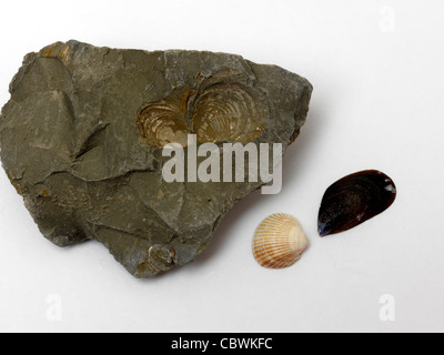 Rock With Fossils Of Shells With Cockle Shell And Mussel Shell Stock Photo