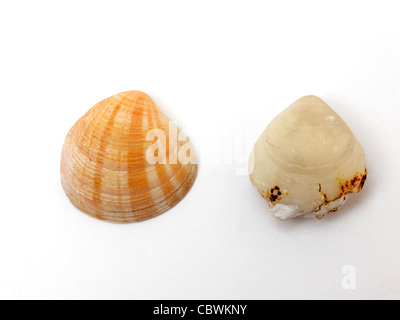 Bivalve Shell With Fossil Of Shell Stock Photo