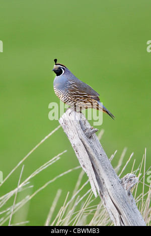 California Quail Callipepla californica Dorris, California, United States 7 May Adult Male Phasianidae Stock Photo