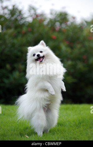 White Pomeranian dog standing on hind legs Stock Photo